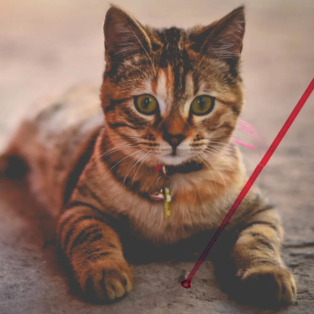 2 Pc Ballpoint Pen Laser Pointer LED Flashlight Beam Light Interactive Cat Chase